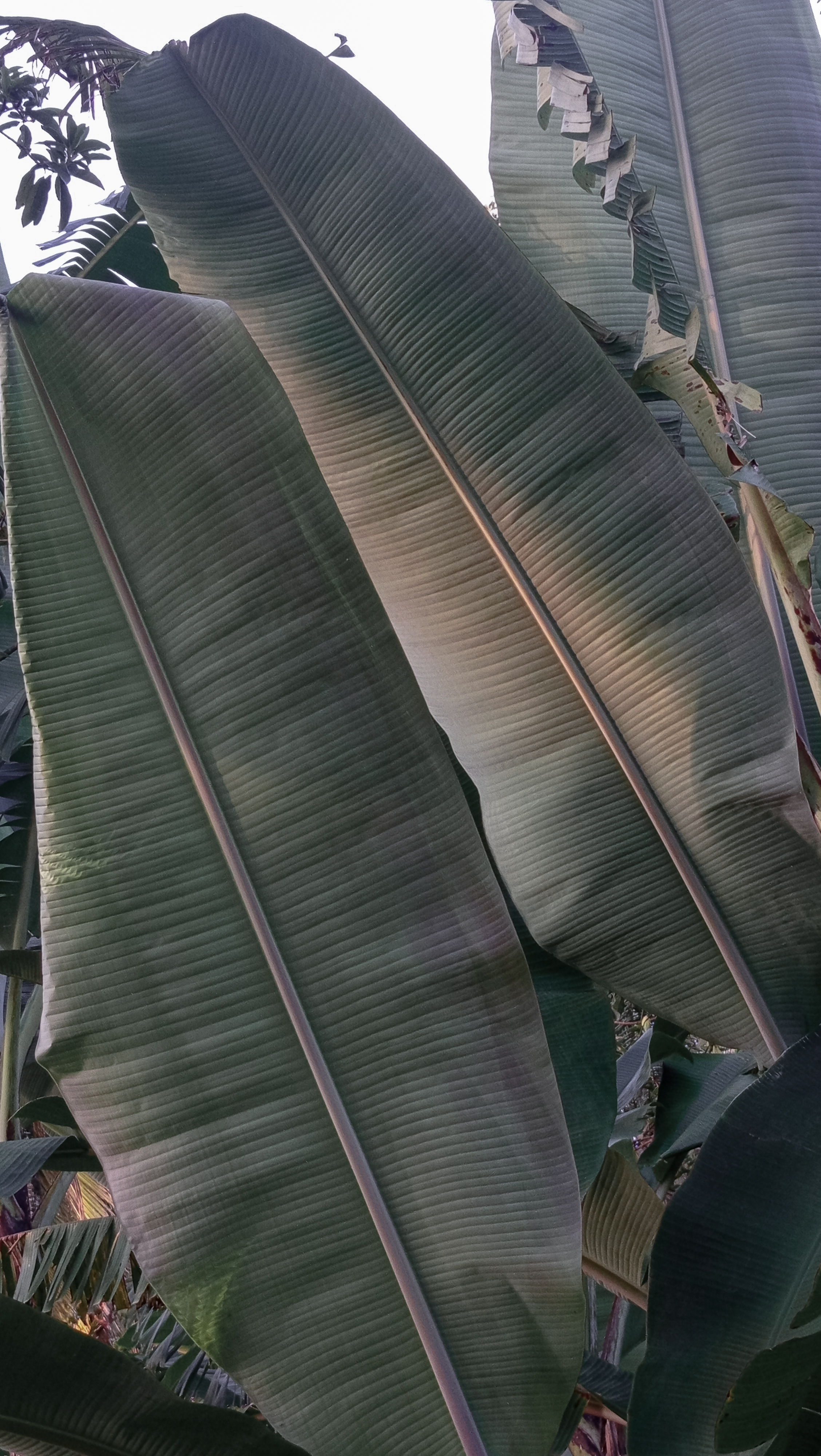 Lombok Farmers