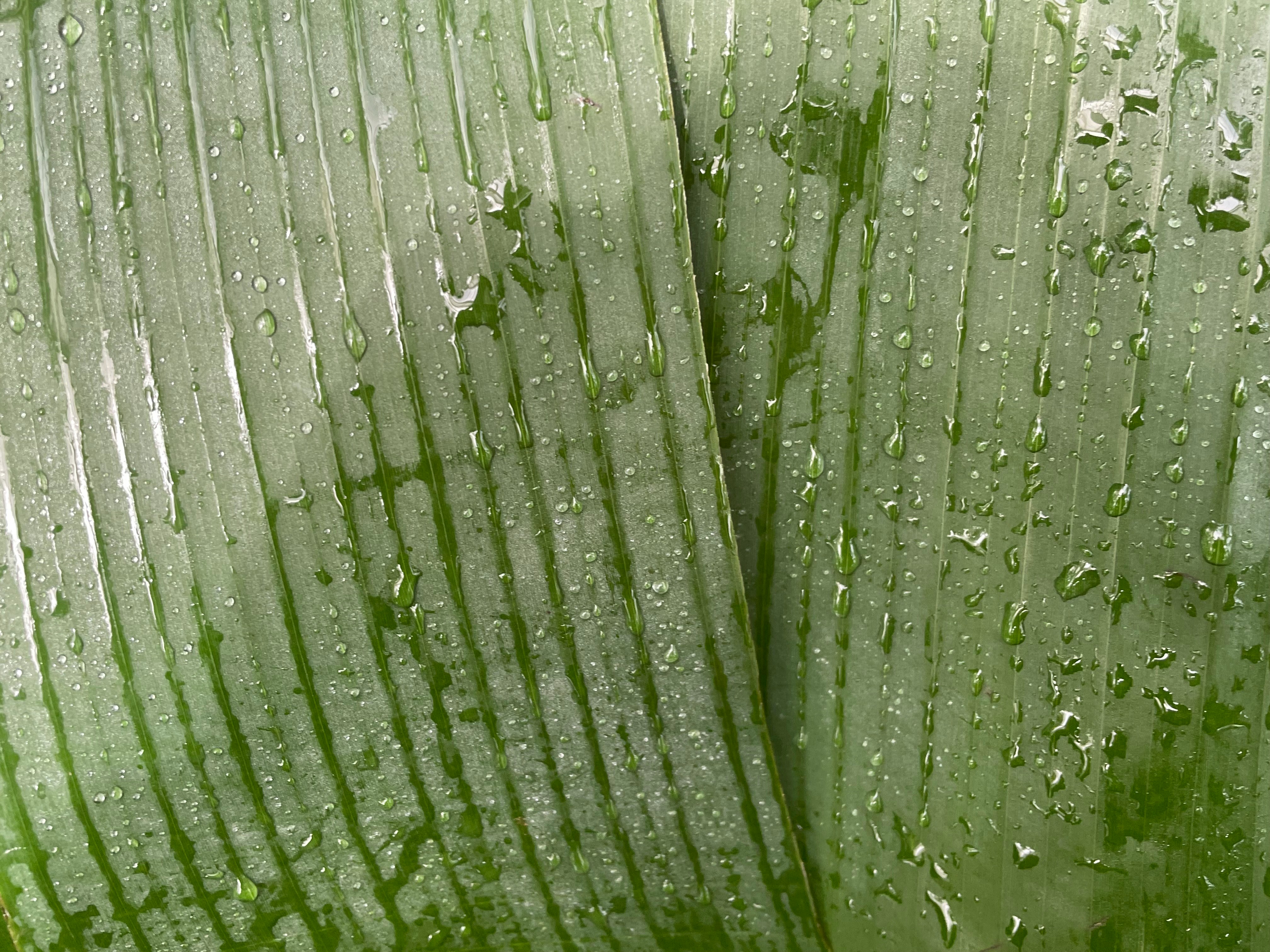 Frozen Banana Leaves