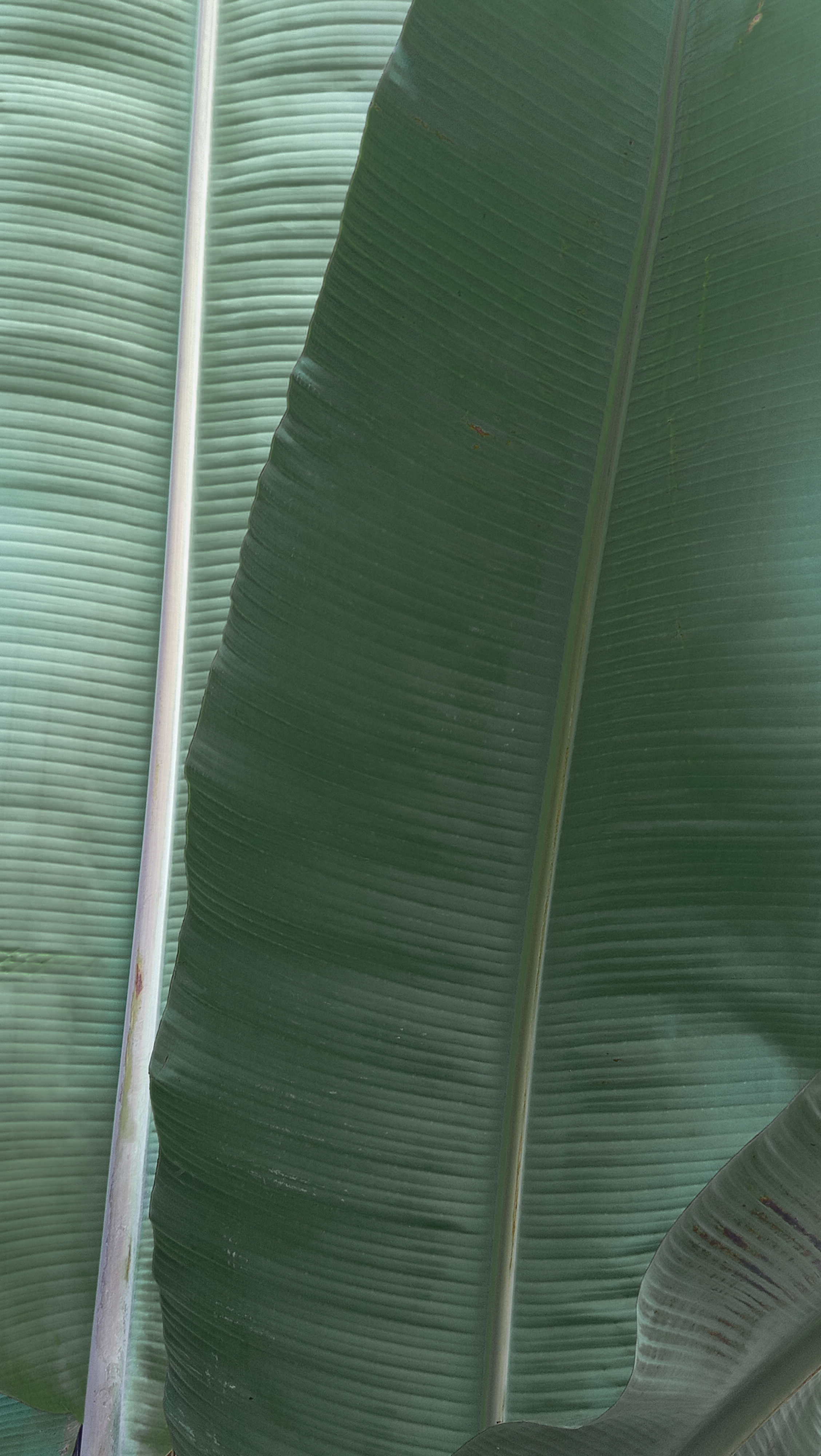 Fresh Banana Leaves